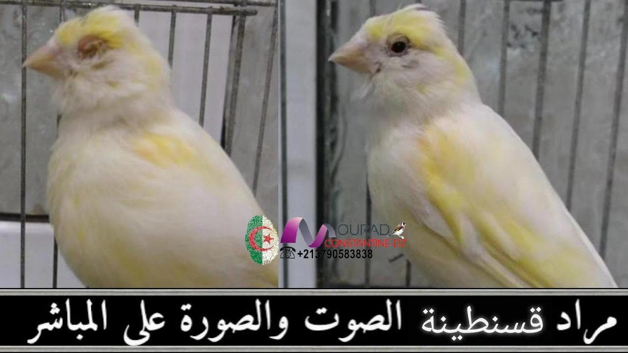 مراد قسنطينة هذا الفيديو لمتتبيعيه لمربين الطيور طبيعيا علاج طبيعي محض   شاهد و استمتع 2022