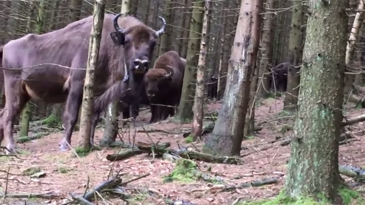 GERICHT: Wisent-Herde im Rothaargebirge stellt BGH vor schwierige Fragen