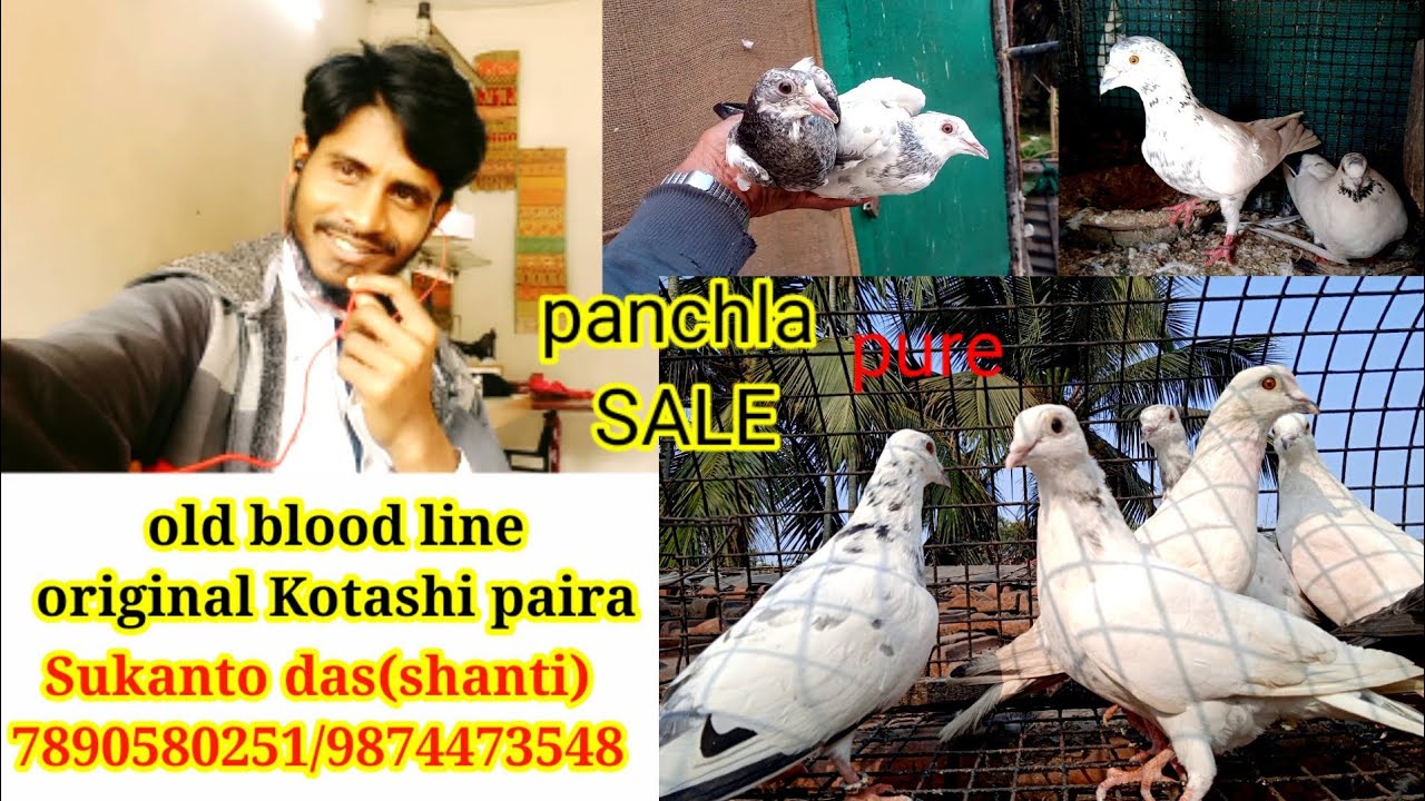 Sale tournament ka 👑 original katashi breedka kabhuter #pigeon #pigeonsale #bird #kabutar #kabootar