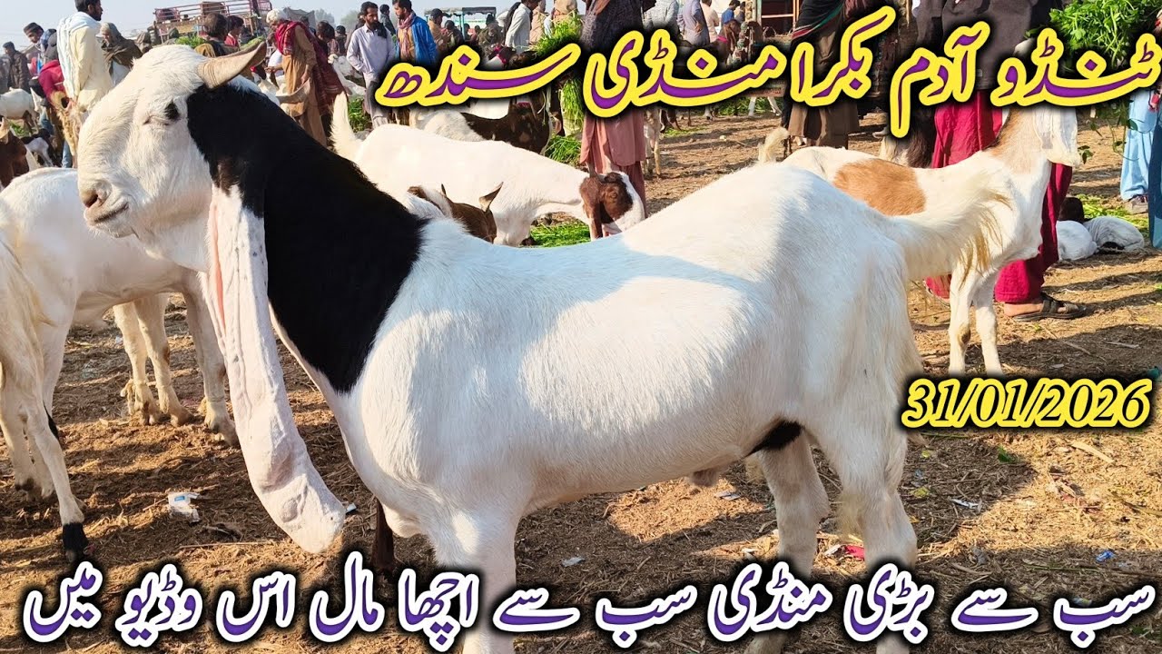Tando Adam Bakra Mandi | Today update | Eid ul adha 2026 ka Mal | Patari gulabi bakriyan | 31/01/206