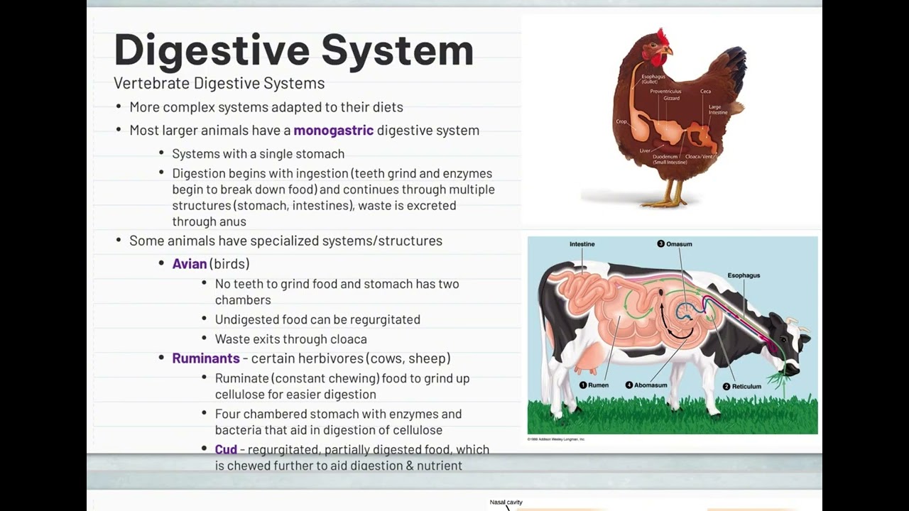 AP/DE Biology Animal Form & Function PT 4 : Endocrine, Digestive, and Urinary Systems