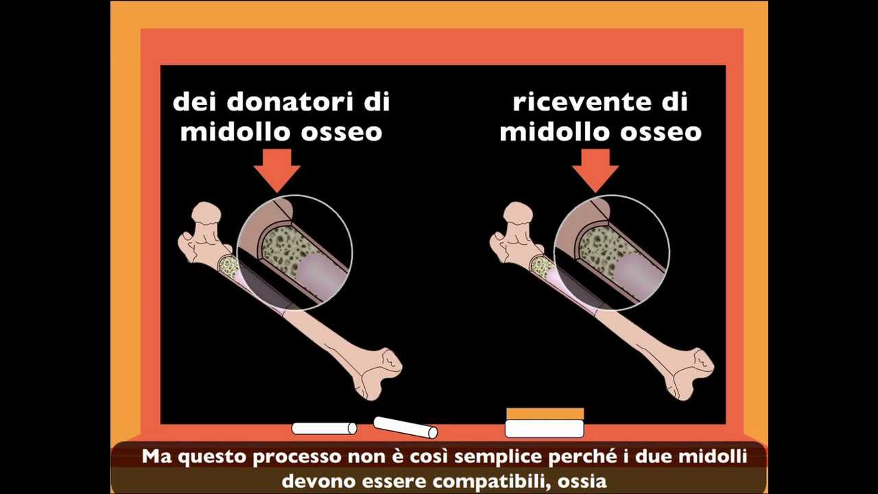 IL Midollo Osseo:  La Fabbrica della Vita