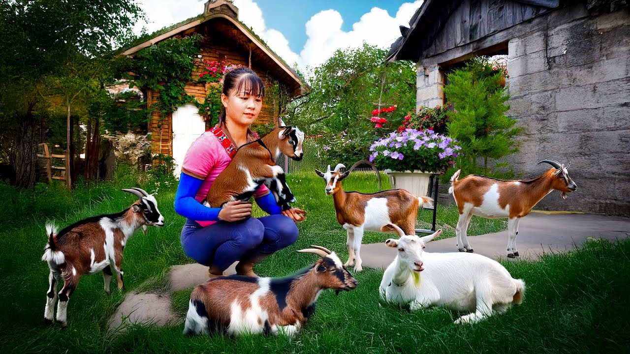 Buying Goats from Farmers and Use 3-Wheeled Truck to Transport Many Goats to Market for Sale