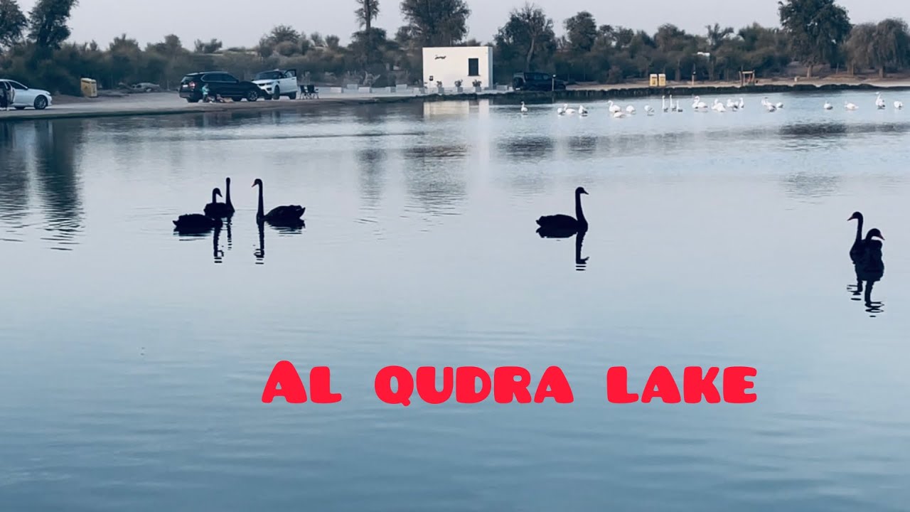 Flamingo Lake ലെ ഈകാഴ്ച്ച കണ്ണെടുക്കാൻ തോന്നില്ല 😱| Al qudra lake Dubai #Flamingo lake #viralvideo