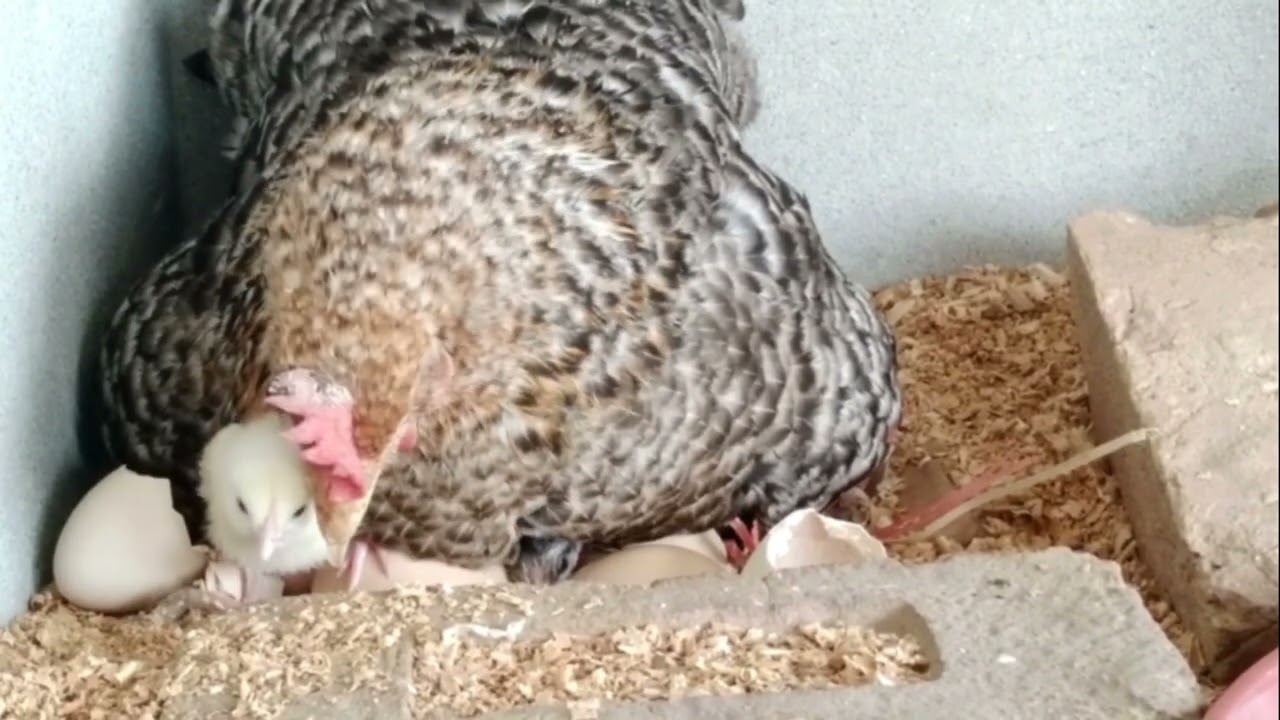 Broody Hen Hatching Eggs |Natural Eggs Hatching| Day 1  of Chicks | ASMR