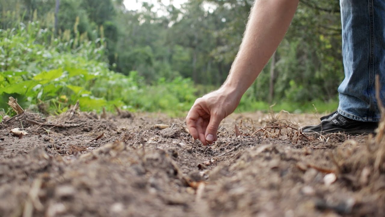Planting Beans in the Fall as a Storable Survival Food Crop