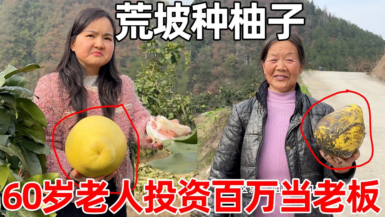 60岁老人投资百万在废弃荒坡种植柚子，坡度接近90度，只为了普通人也能吃上柚子，只卖两元钱一斤