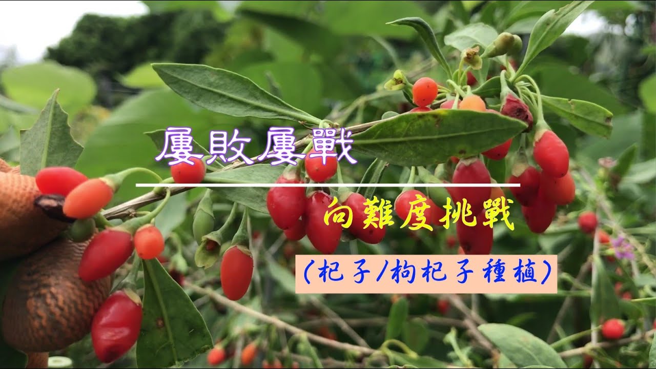 種杞子/枸杞子 (Goji plant) 美容聖品~種杞子要留意3點:適度陽光/遮雨/防蟲