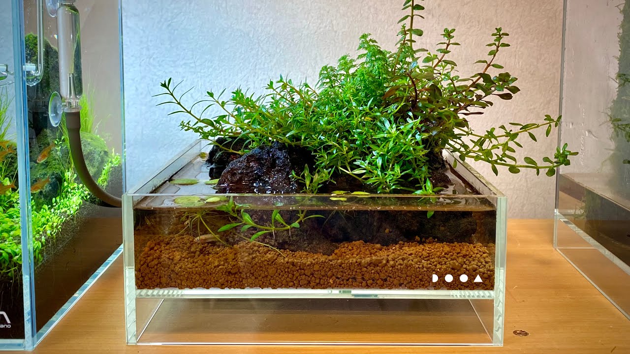 A Tiny Aqua Terrarium Setup - Scaping in DOOA Neo Glass Air 20x20x8cm