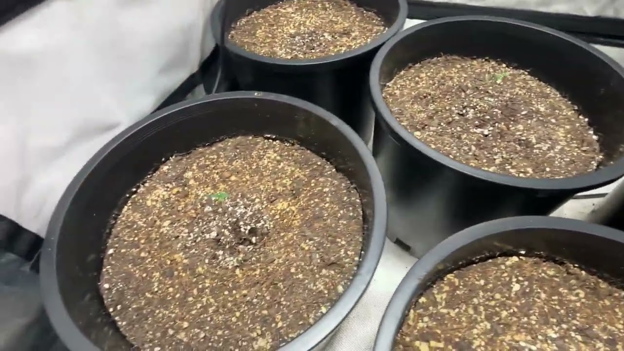 Night Owl autoflower and 420 Fast Buds seeds have sprouted!