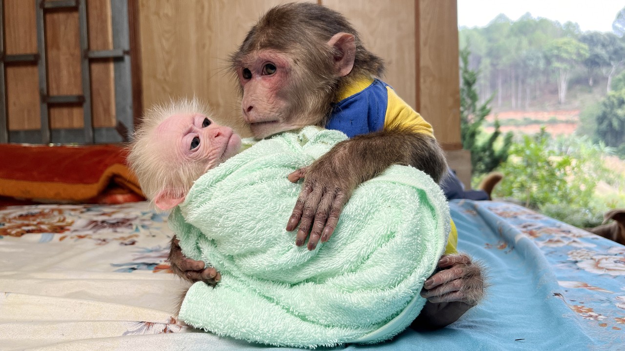 Smart Max went to get blanket to cover baby monkey Hope when monsoon came ₍ᐢ. .ᐢ₎. ❤️