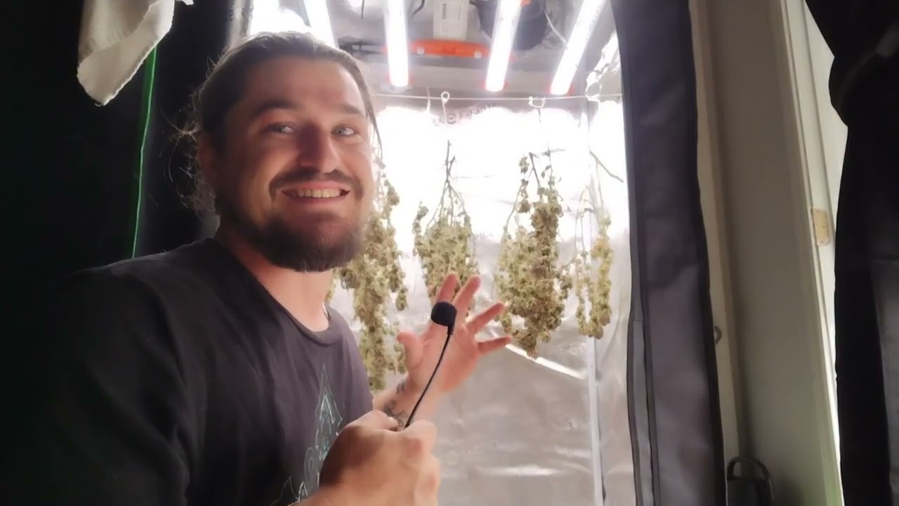 The @SpiderFarmer #G3000 final review. and look at the Blue Dream dry six days in