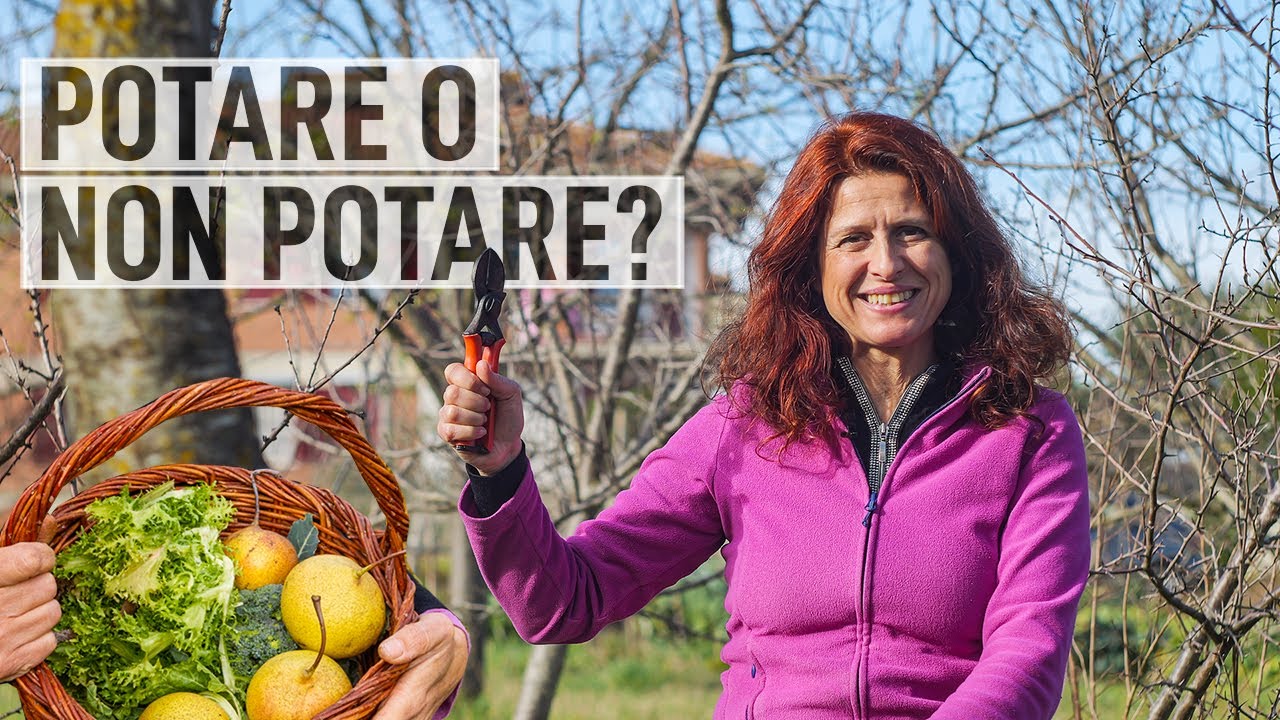POTARE il PERO, come e quando farlo 🍐