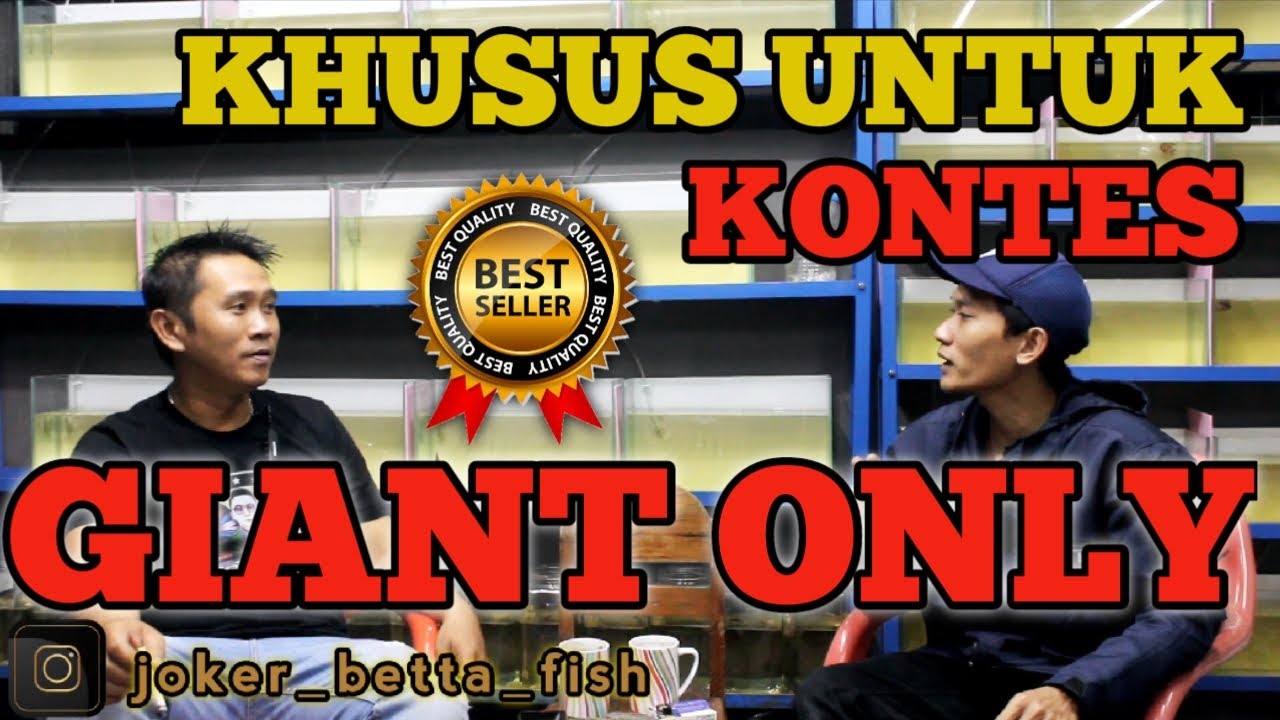 CUPANG GIANT KONTES ( KHUSUS ) ❗❗❗