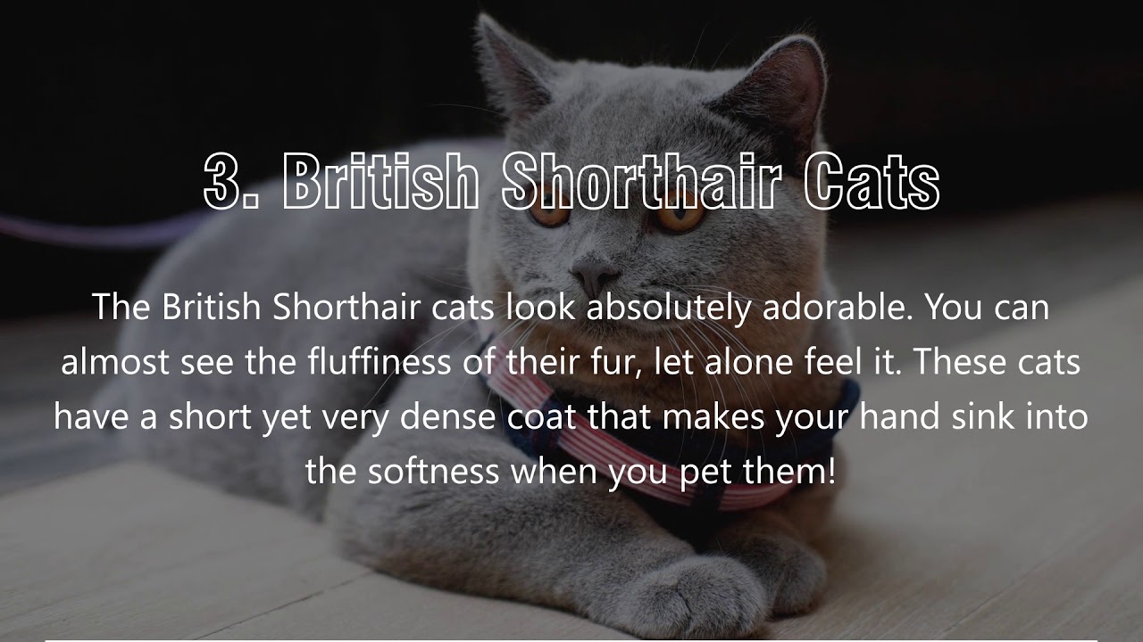 Fluffy Cat Breeds