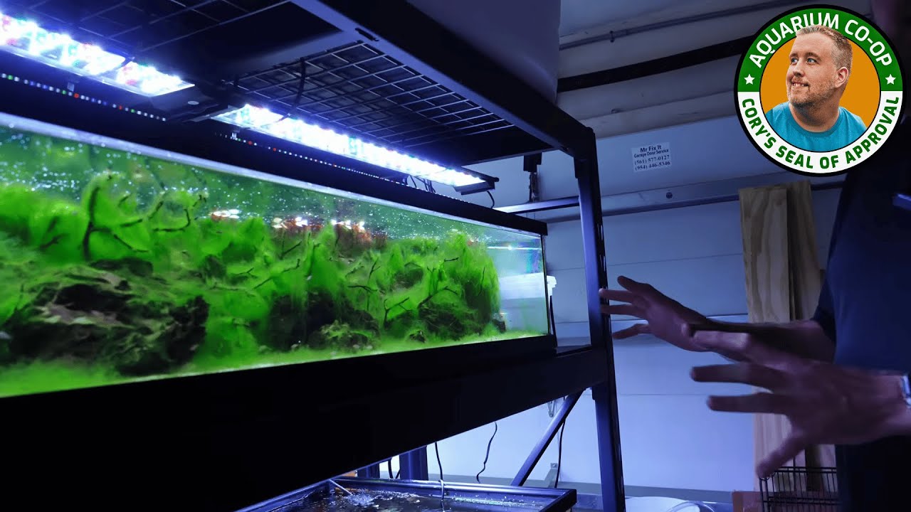 How Daku Aquatics Breeds Scarlet Badis