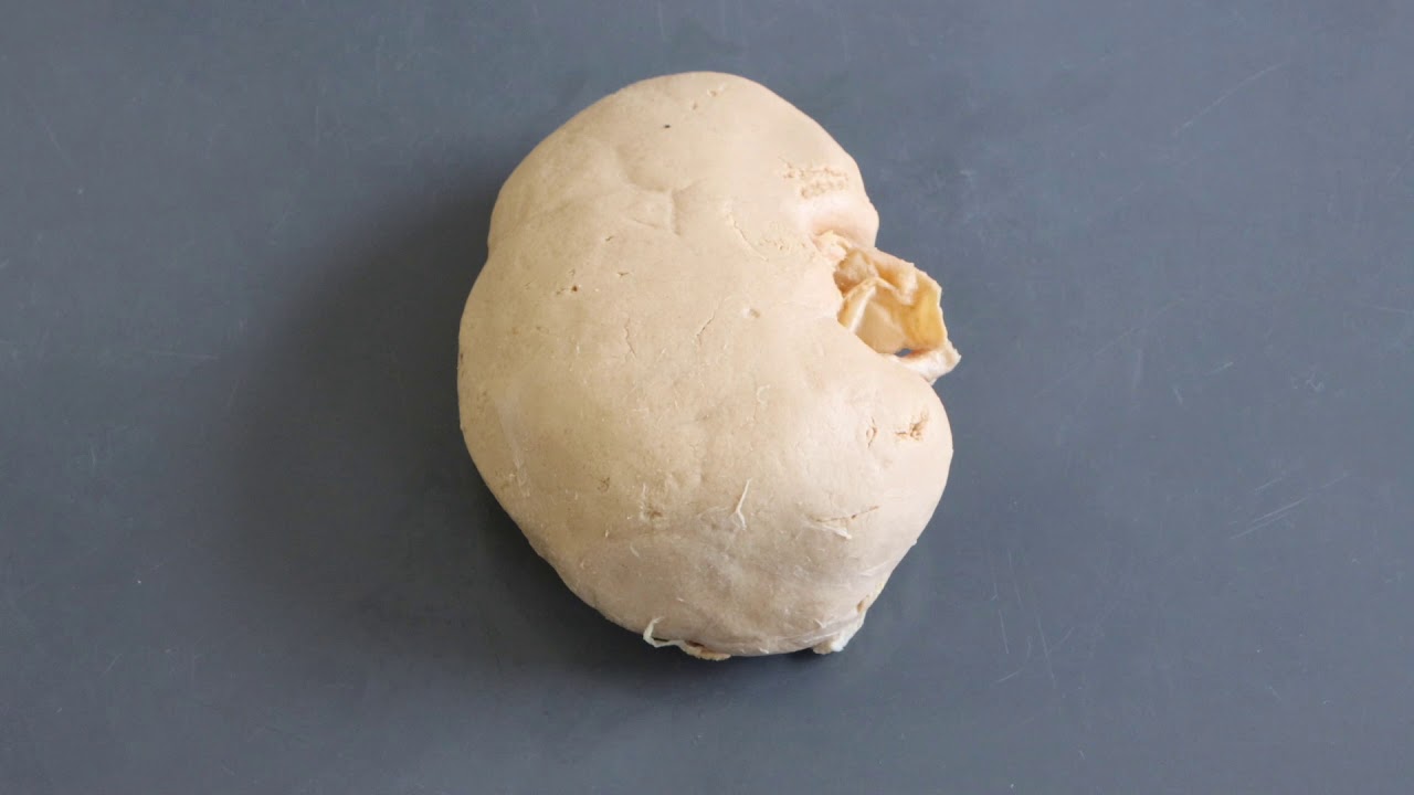Moztarzadeh_Petrasek_urinary_system