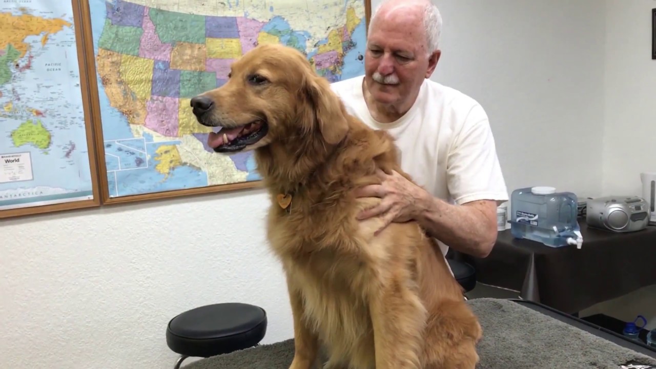 Protect Yourself And Your Dog With Grounding and Clearing Your Energy Fields
