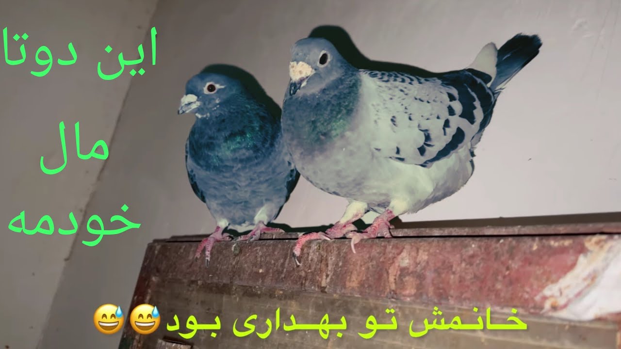غریب گیری سبز المانی ساعت ۳صبح به طور اتفاقی دیدمش/عشق بازان ایران/کبوتران مسافتی