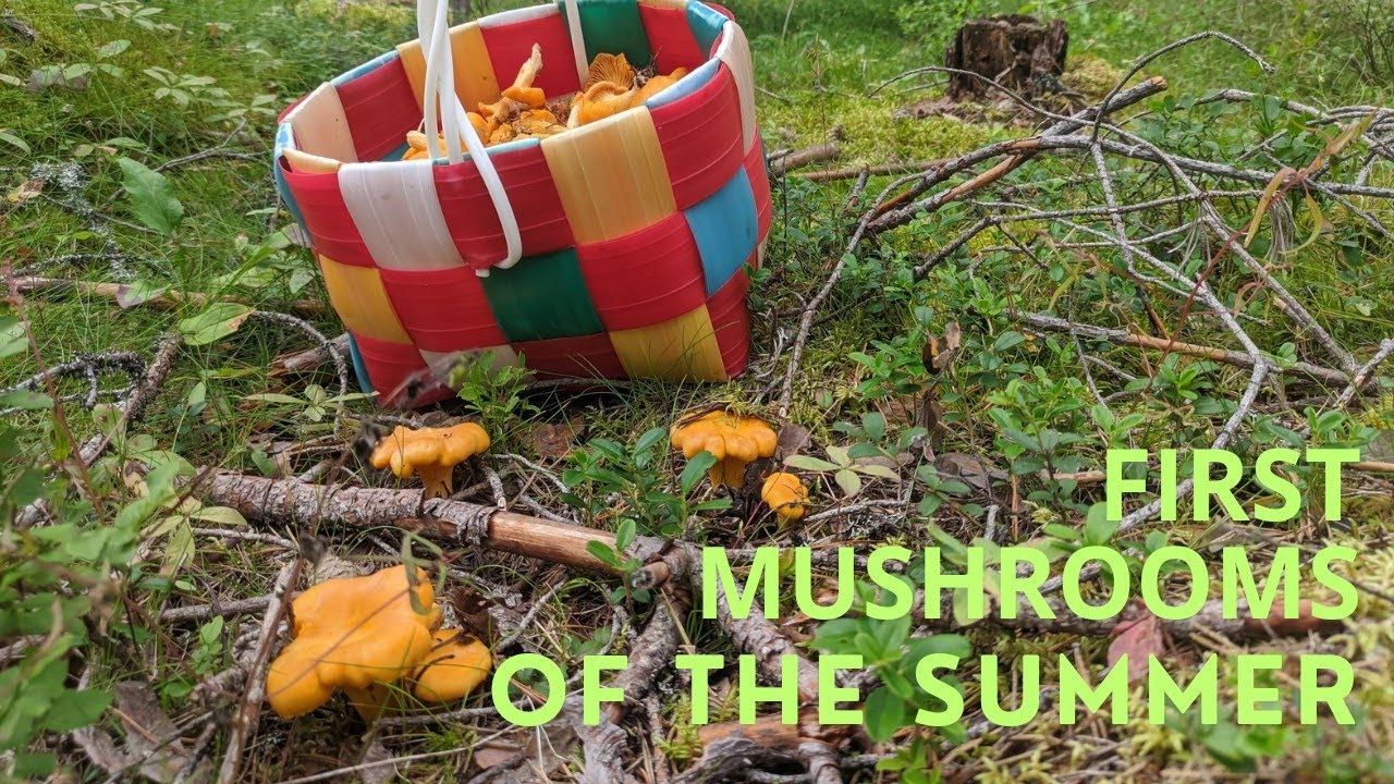Wild Chanterelle Mushroom Hunting | Foraging in Finland