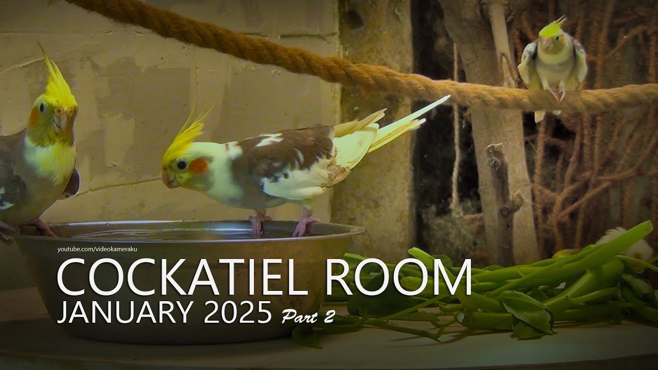 Cockatiel Room: January 2025 - Part 2