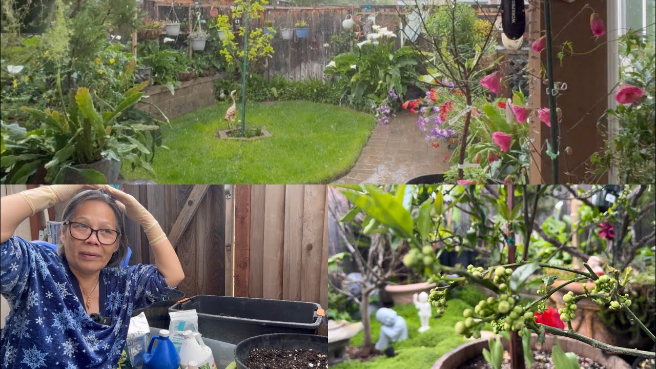 Видеоблог 585: Садоводство: совместный опыт 🪴Лучшая почва для выращивания фруктовых деревьев, кот...