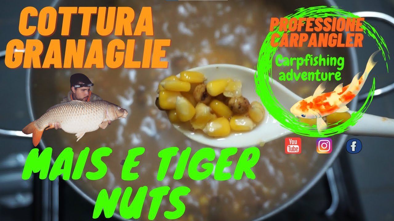 CARPFISHING cottura granaglie Mais e Tiger Nuts