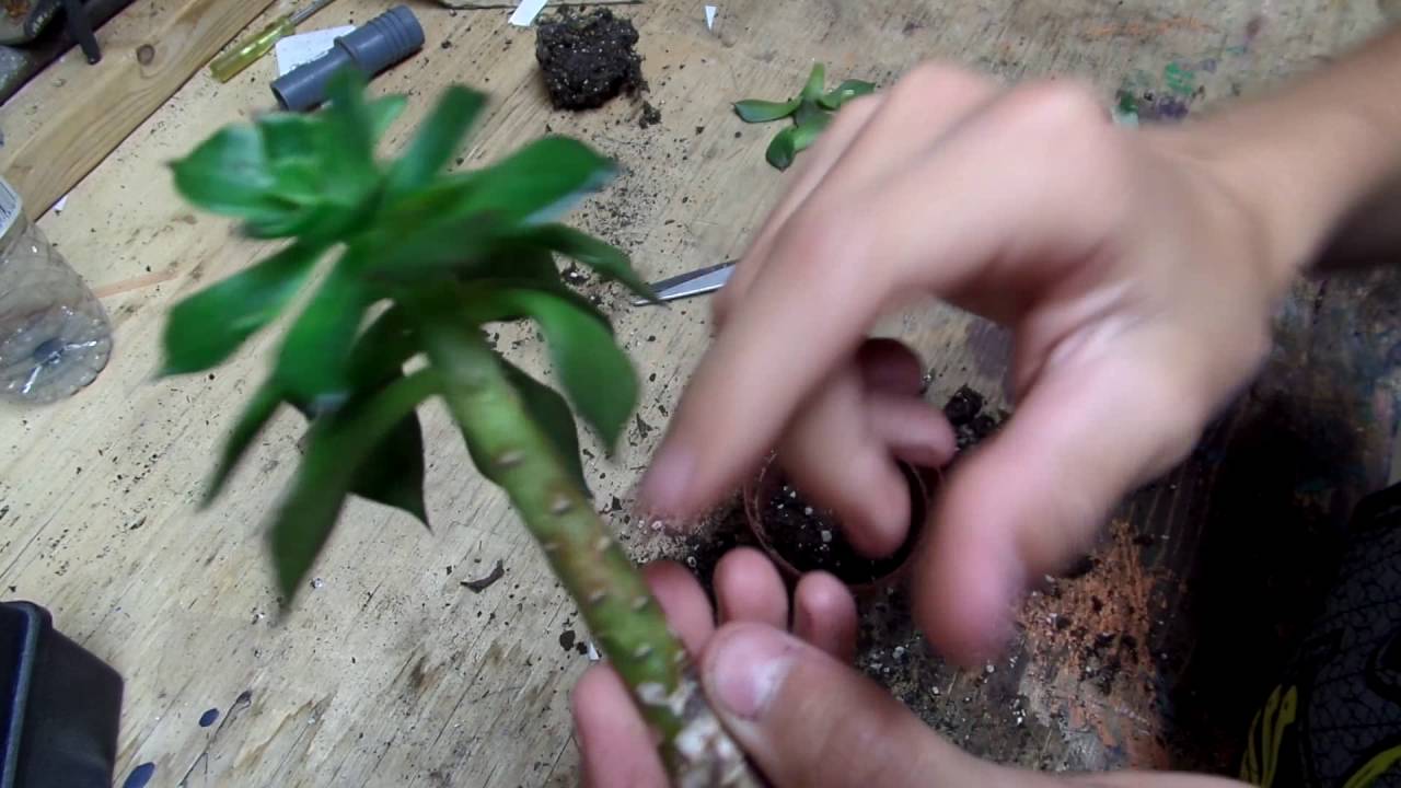 Saving my Succulent Plant