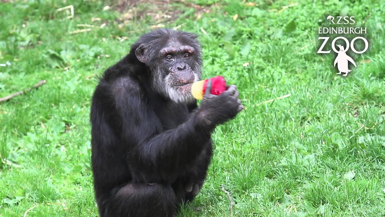 Chimpanzees enjoy icy treats at RZSS Edinburgh Zoo