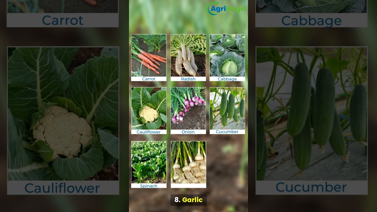 Looking for profitable crops this January? Find out the top 10! 