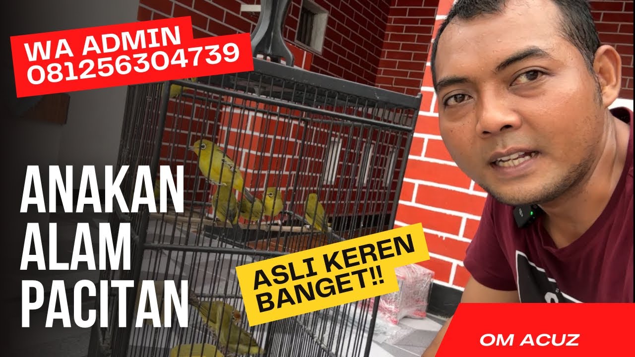 anakan pleci ring dextro 87 ngriwik siap kirim.