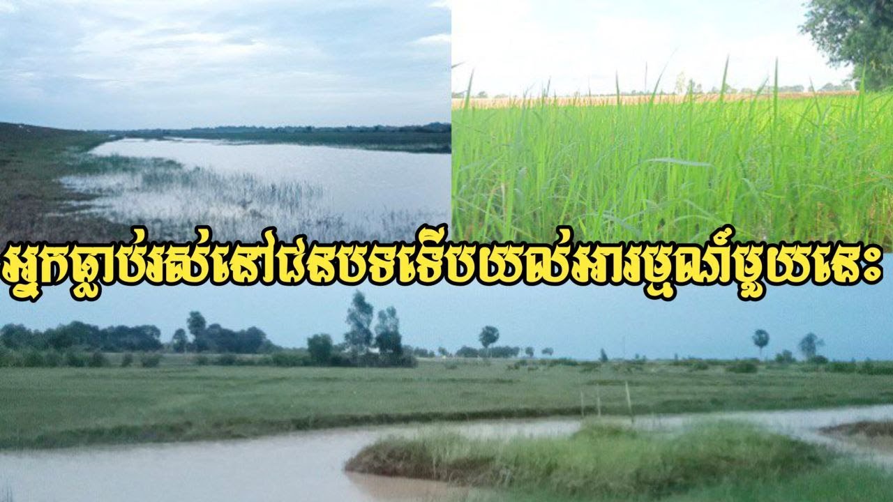 សូមទស្សនាទិដ្ឋភាពវាលស្រែដើម្បីកំសាន្តអារម្មណ៍ក្រោយពីការនឿយហត់ពីការងារ