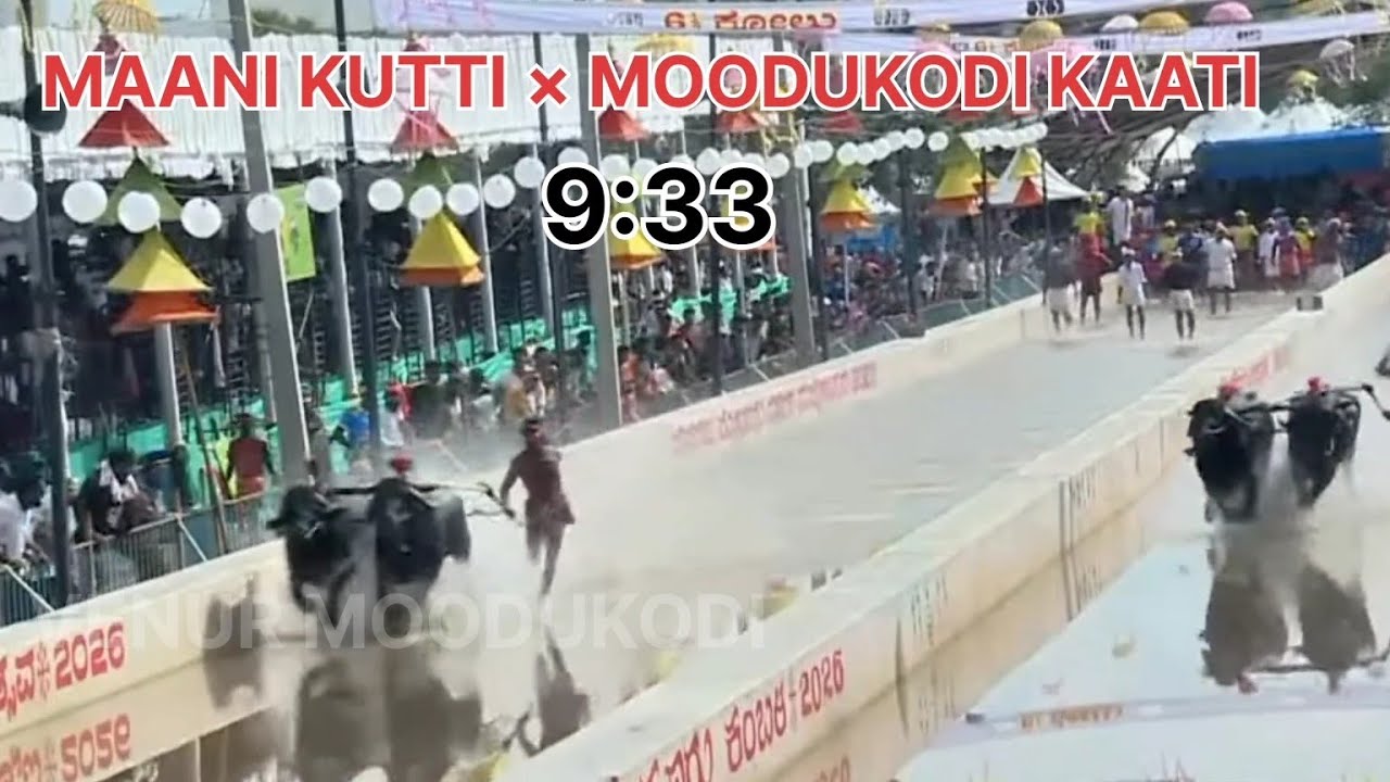 Mysore Kambala Nayerda Malla Pre Quarter Final Top Race | Kambala | VMGNP | Maani | #Mysorekambala