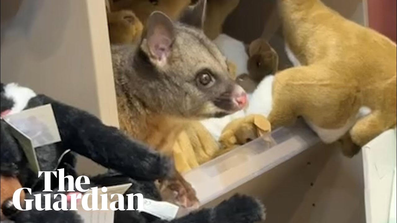 Possum found in Hobart airport gift shop's toy section