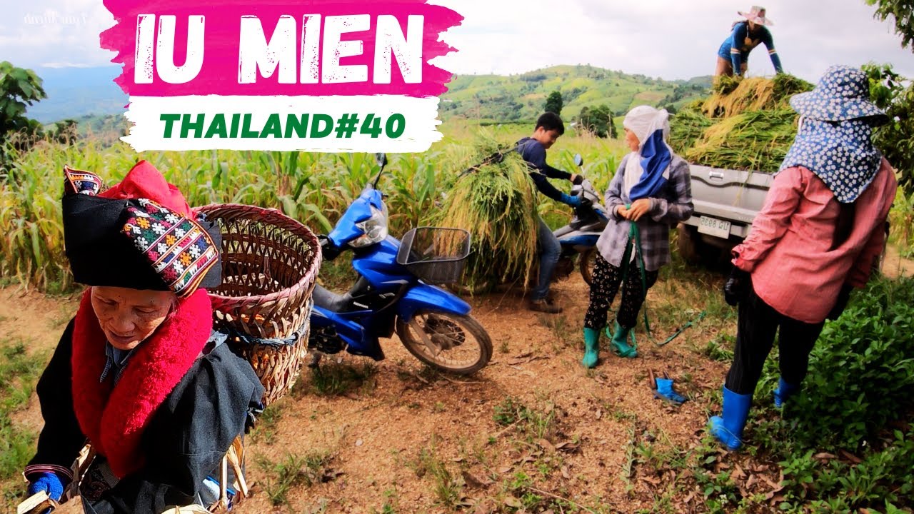 Iu Mien Thailand EP40 | Rice harvesting for the first time of the season