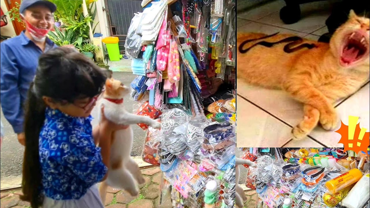 BELIIN MAINAN BUAT KUCING LUCU 💞 HANUM HOMESCHOOLING DI TUNGGUIN ABANG PENJUAL MAINAN KELILING