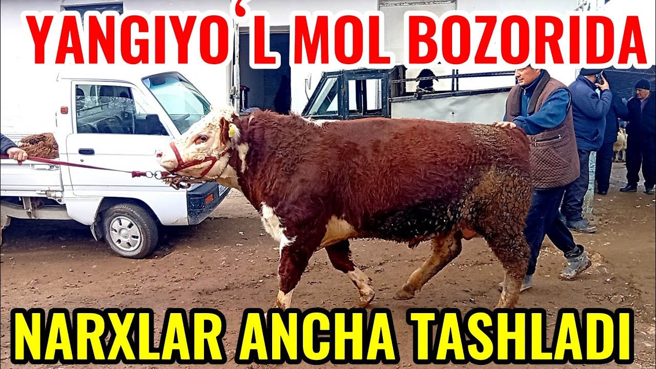 YANGIYOʻL MOL BOZORIDAGI BUGUNGI NARXLAR 🐐🐑🐏🐄🐂🦬🦬🐃