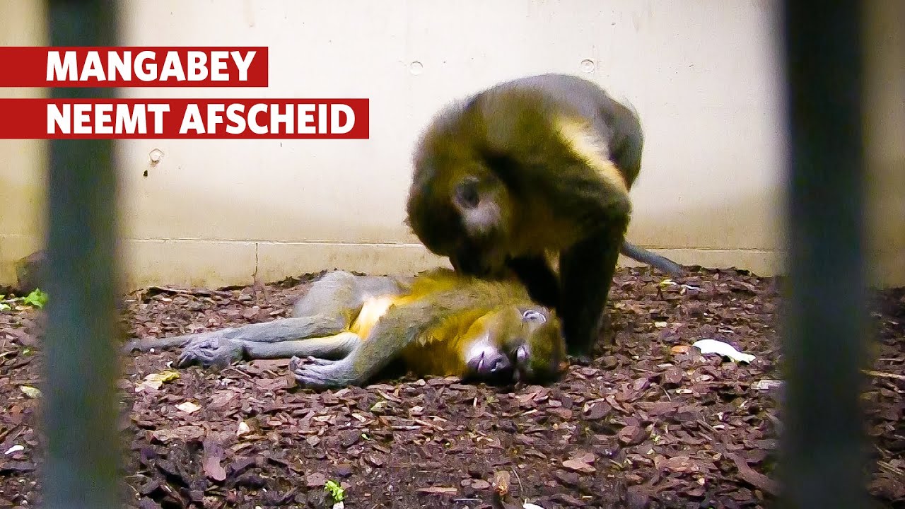 Mangabey neemt afscheid van overleden vrouwtje 😢