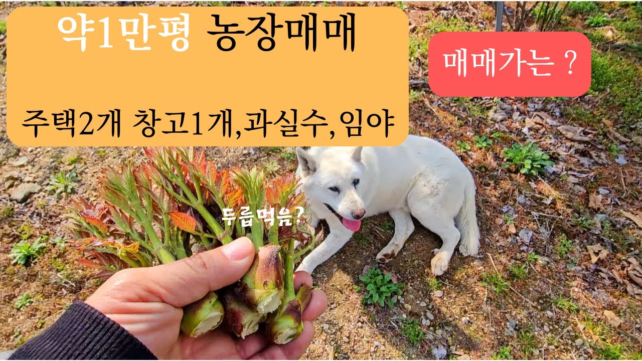 1만평 농장주와 만남/영인면 성내리 농장매매 합니다. 관광농원 추천해요