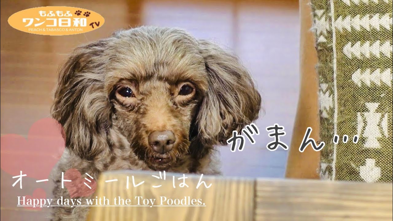 ガマン顔がたまらなく愛おしいトイプードル💕オートミールの犬用手作りごはん&背徳のガリバタベーコンエッグ丼🐶