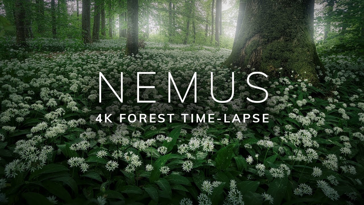 NEMUS - 4K Forest Time-Lapse