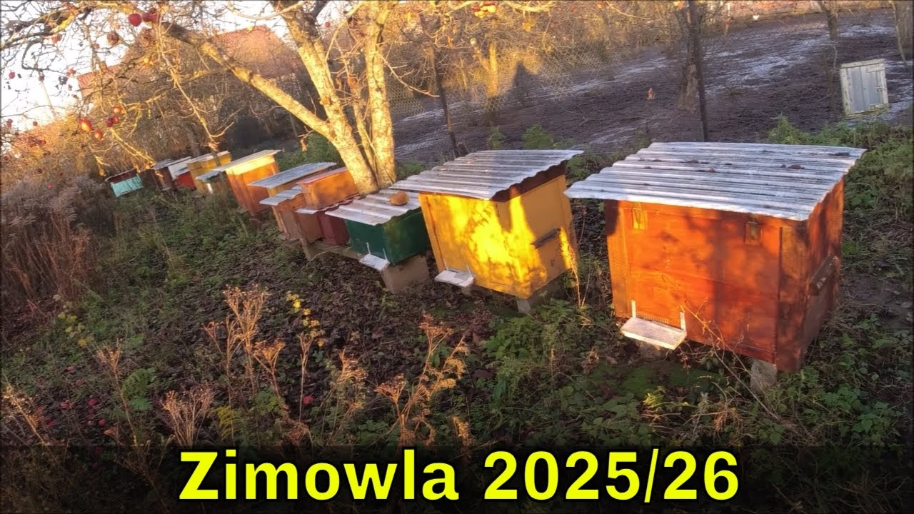 Zimowla u pszcz&oacute;ł miodnych. Pasieka Farmera