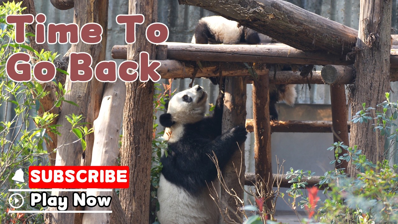 Panda Mom's Way Of Taking Cubs Home | iPanda