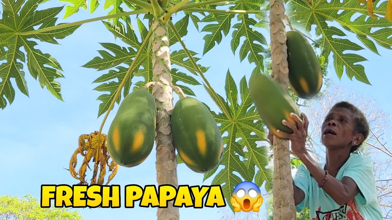 Grabe! Sobrang Laki ng Papaya na Ito 😲 