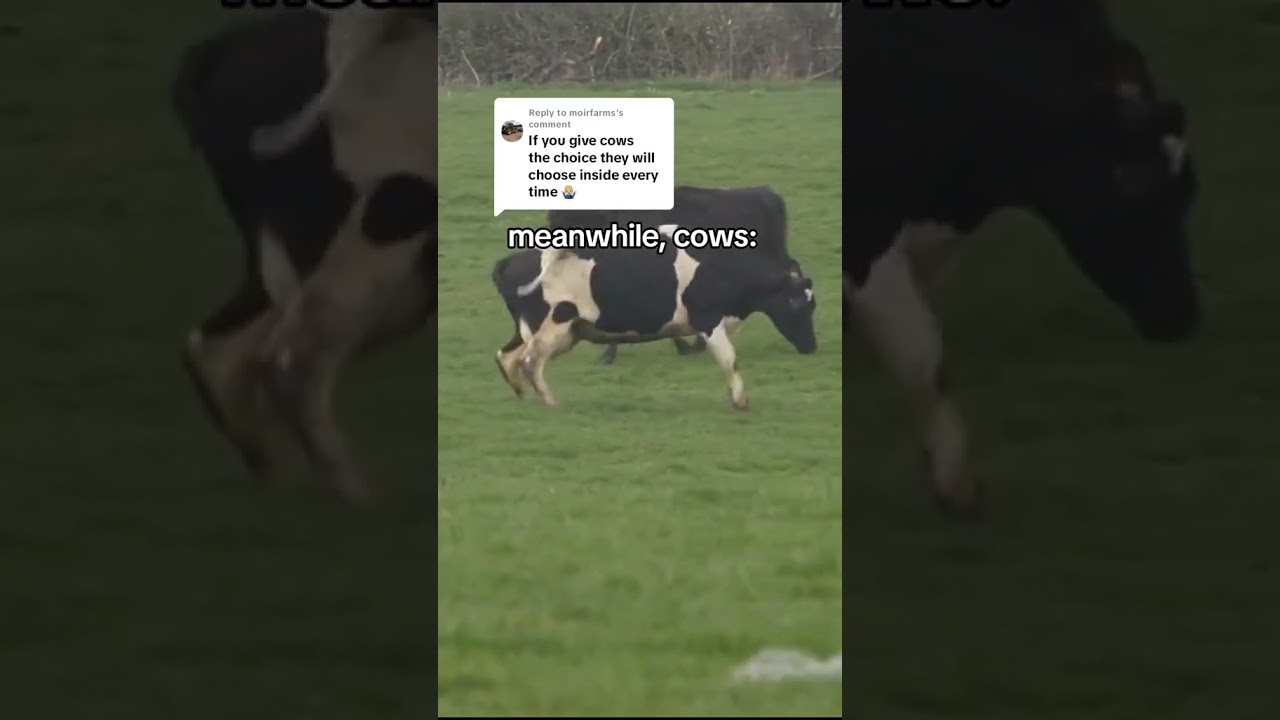 When the weather allows cows should be given the choice to go outside.