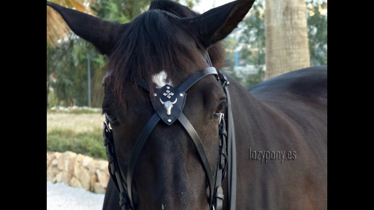 Gothic X-browband Lazypony, cross baroque horse browband