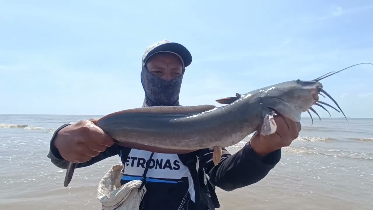 MERAWAI IKAN SEMBILANG BESAR BESAR BAS🔥