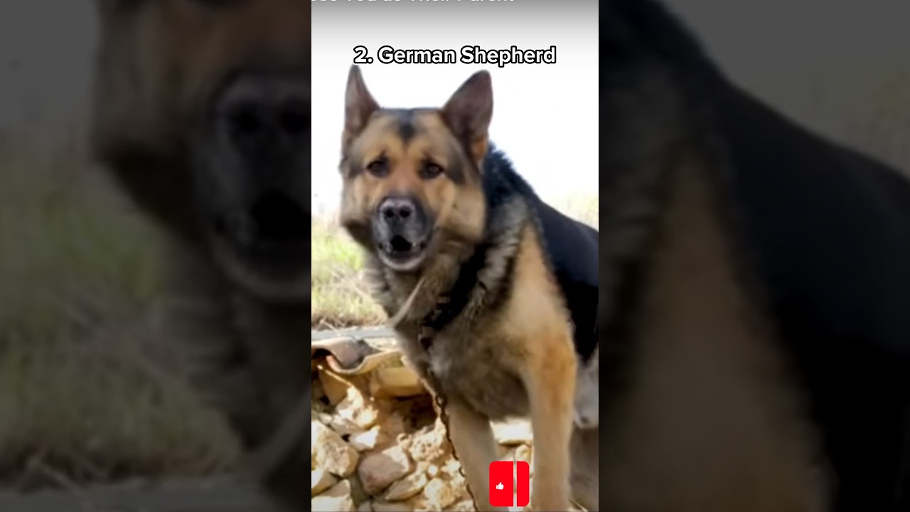 Top 5 MOST POPULAR Dog Breeds in Canada #shorts #dog #viral #canada