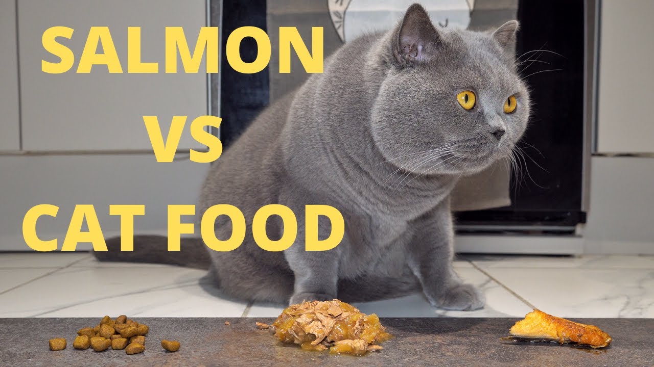 Salmon or Cat food - what will he Eat???