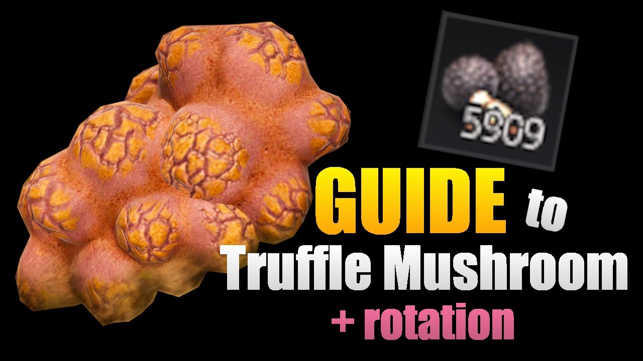 Black Desert Truffle mushroom guide | Showing full Serendia and Calpheon rotation BDO